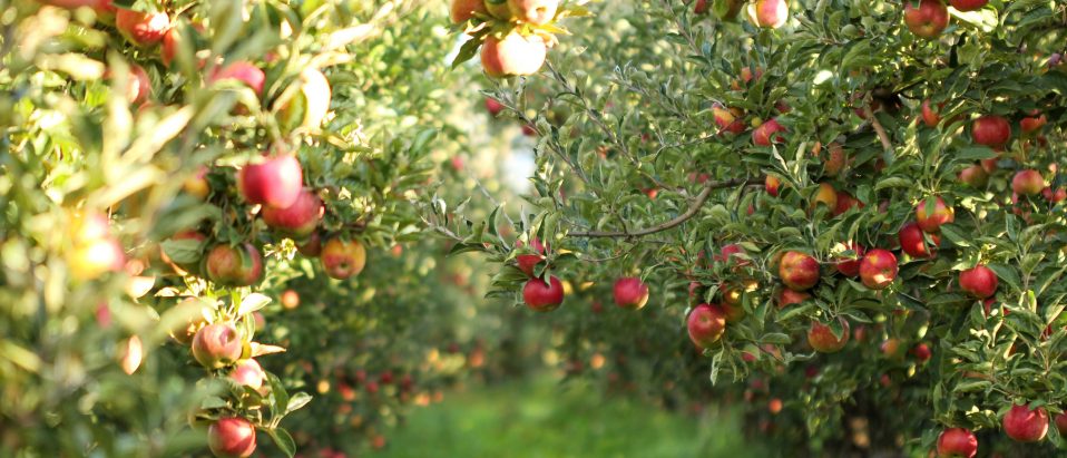 Fruit trees